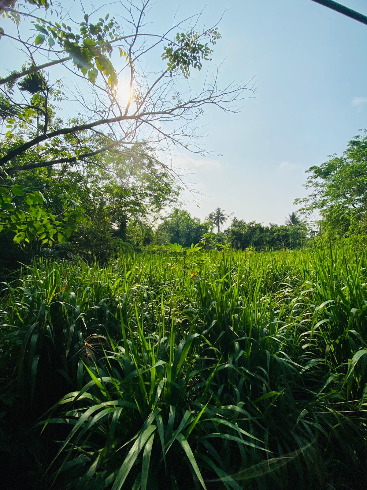 Boralesgamuwa (1) Commercial Bare Land for Sale in Boralesgamuwa – 291 Perches